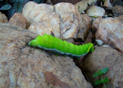 meu jardim tropical lagarta verde gigante