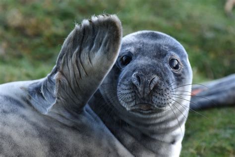 oxytocin love hormone injections turn gray seal strangers into best friends