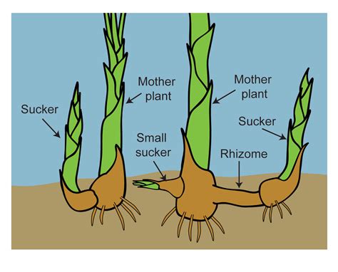rhizome plant instructions