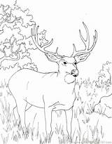 Coloring Hunting Deer Pages Realistic Reindeer Printable Color Dog Getdrawings Kids Getcolorings Colouring Colorings Colouri sketch template