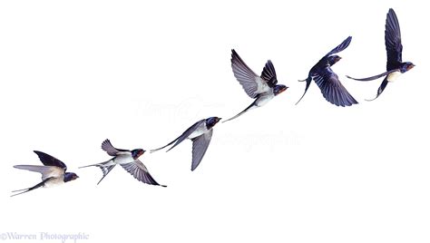 swallow  flight series photo wp