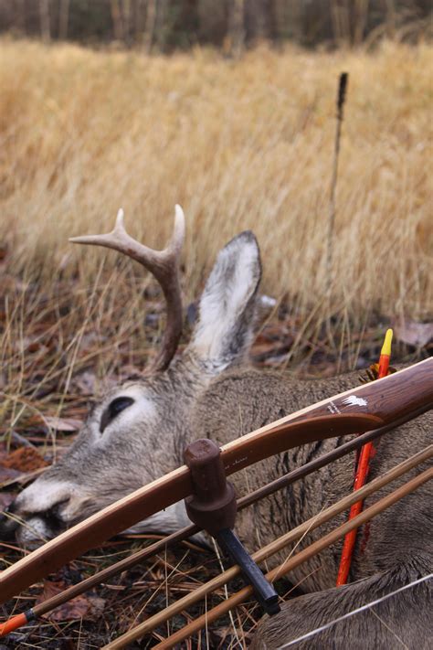 challenge  traditional bow hunting pics montana hunting  fishing information