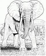 Elefante Realista Elefantes Rosto Africano Africanos sketch template