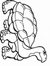 Coloring Pages Rainforest Reptile Animals Reptiles Kids Printable Animal Flowers Color Print Drawing Colouring Snake Getcolorings Clipartmag Getdrawings Choose Board sketch template
