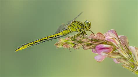 westliche keiljungfer foto bild sommer makro gelb bilder auf