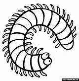 Millipede Centipede Duizendpoot Mille Sheets Pattes Insekata Bojanje Millipedes Thecolor Beasts Bug Stranice Garland Beetles Outlines Kindy sketch template