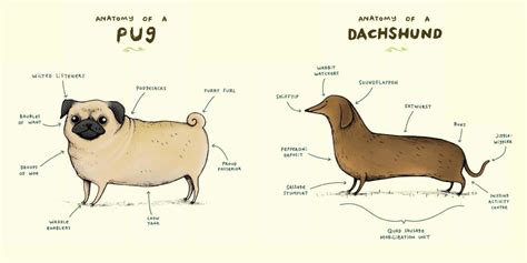 animal anatomy diagrams
