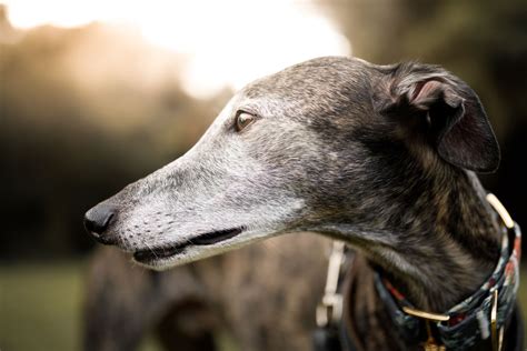 greyhound full profile history  care