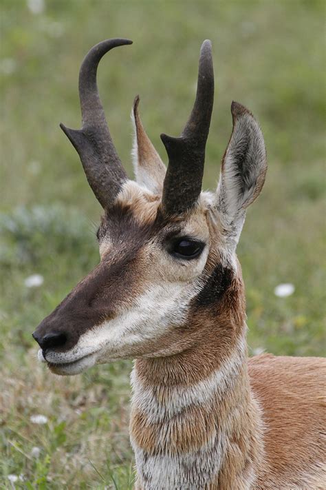 antelope buck   eyes photography linton wildlife