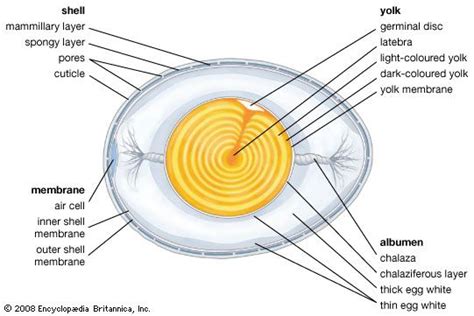 egg biology anatomy function britannica