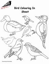 Bird Resources Colouring Sheet Features Some sketch template