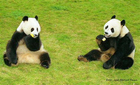 pandas  beekse bergen bergen panda bear animals animales animaux panda animal animais