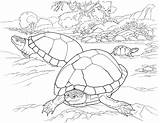 Coloring Pages Desert Turtle Tortoise Animals Turtles Animal Printable Color Southwest Deserts Eggs Reptile Laying Beach Timid Sandy Lives Kids sketch template