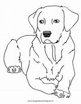 Labrador Cani Hund Malvorlage Stampare Cane Disegnidacoloraregratis Cagnolini Malvorlagen Ausdrucken Colorare4u Retriever Ausmalbild Getcolorings Disegnare Malen Komentar sketch template