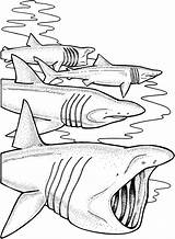 Basking Squalo Sharks Elefante Tiburones Requin Jaws Squali Disegnare Martello Megalodon Disegnidacolorare Scribblefun sketch template