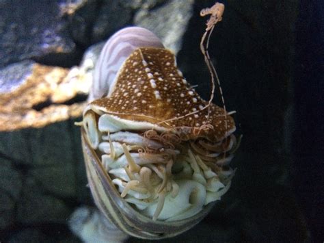 sea snail  sth   p sea snail marine life sea aquarium