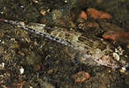 Afbeeldingsresultaten voor "callionymus Maculatus". Grootte: 146 x 100. Bron: www.britishmarinelifepictures.co.uk
