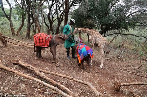 it will melt your heart video rescued giraffe kiko has formed a