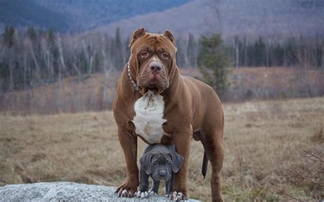 worlds largest pitbull  puppies    worth