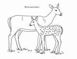 Whitetail Tailed sketch template