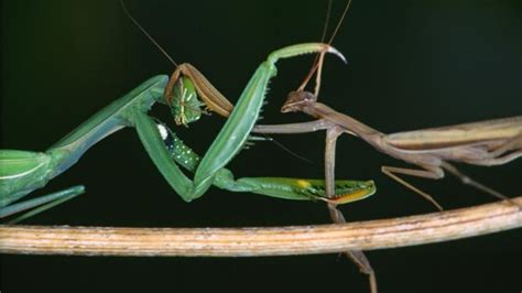 bbc earth hungry mantises are nature s femmes fatales