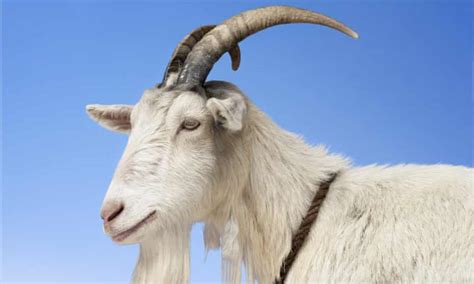 he killed the goat with a laser gun how mark zuckerberg predicted a