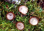 Afbeeldingsresultaten voor "undella Hemisphaerica". Grootte: 147 x 106. Bron: fungi.fr