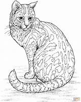 Colorir Gato Leopardo Desenhos sketch template