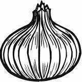 Onion Cebula Cebola Zwiebel Ausmalbild Szczypiorkiem Druku Kwiatowa Mamydzieci Kolorowanka Wydruku Jak Tudodesenhos Clipartmag Cebule sketch template