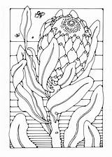Protea Coloring Flower Pages Print Sheets Flowers Colour Edupics Australian Native Colouring Drawing Adult Printable Materials Patterns Para Choose Board sketch template