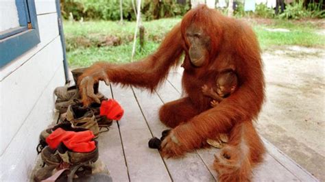 bbc travel orangutans as human as you or me