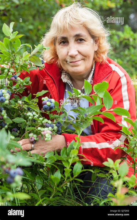 mature woman collects berries of ripe blueberry from bush in the garden