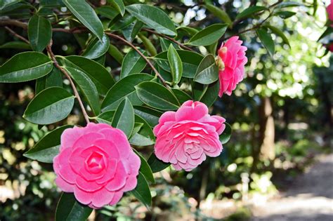 camellias  filoli steves genealogy blog