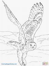 Owl Coloring Snowy Owls Pages Musk Ox Flying Para Drawing Printable Realistic Barn Arctic Supercoloring Colorear Color Eagle Volando Print sketch template