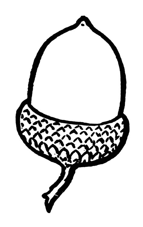 acorn drawing clipart