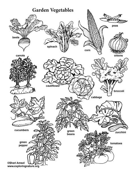 garden vegetable visual guide  coloring page