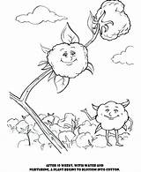 Cotton Coloring Colouring Pages Designlooter sketch template