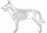 Skeleton Dog Printable Coloring Pages Kids Categories Coloringonly sketch template
