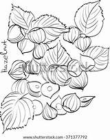 Papoose Template Hazelnuts Coloring sketch template