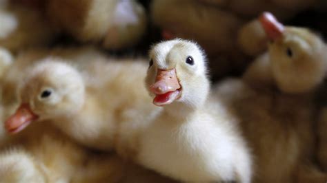 cute ducklings and dolphins replace genitalia in turkish