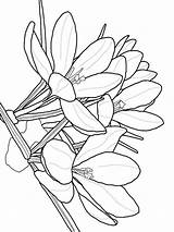 Crocus Coloring Pages Flower Color Print Getcolorings Getdrawings Recommended sketch template