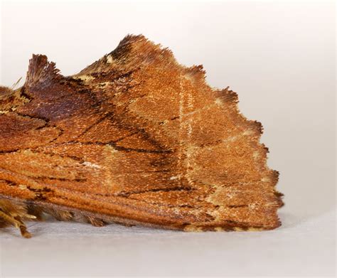 west dunbartonshire moth blog coxcomb prominent ptilodon capucina