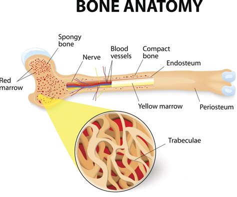 bones types structure  function