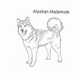 Malamute Alaskan Dog Drawing Breeds Drawings Dogs List Draw Sketch Puppy Siberian Husky Breed Choose Board sketch template