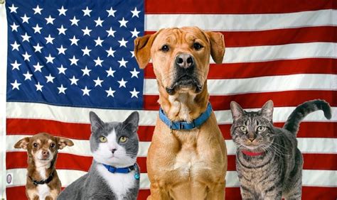 patriotic american pet dog  cat  july   memorial day stock