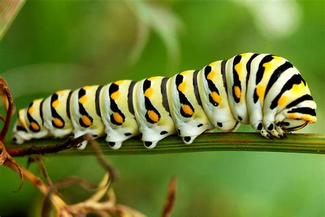 caterpillar info fact    wildlife