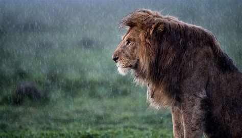 雨に打たれるライオン ナショナル ジオグラフィック日本版サイト