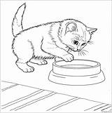 Coloring Kitten Pages Baby Javanese Cat Color Kids Online Coloringbay sketch template