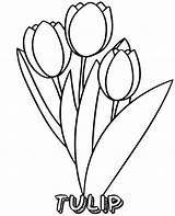 Tulips Tulip Drawing Desenhar Tulipa Colouring Spring sketch template