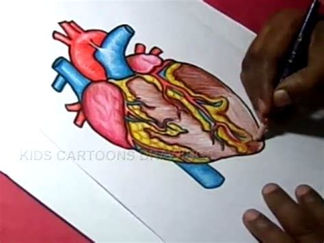 draw human heart anatomy color drawing youtube